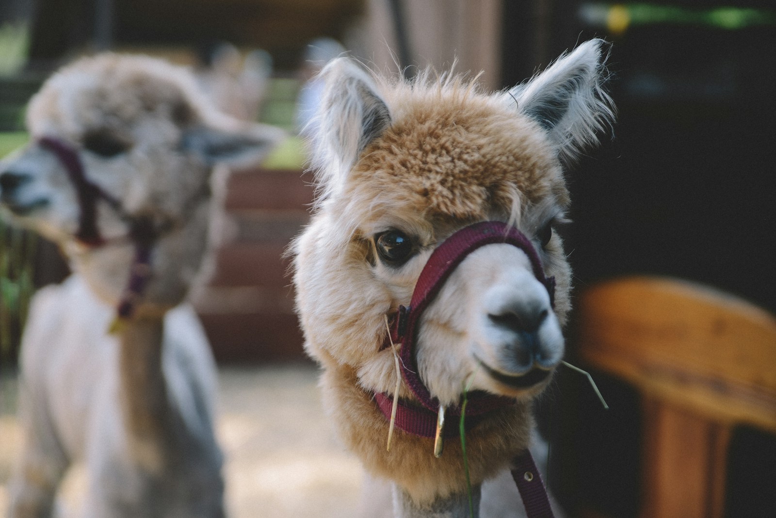 selective focus photography of llama during daytime